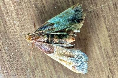 <i>Pyralis farinalis</i>