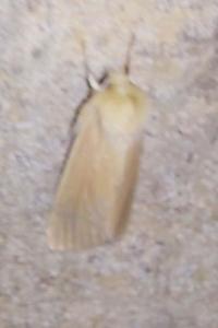 <i>Mythimna pallens</i>