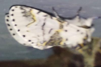 <i>Furcula bicuspis</i>