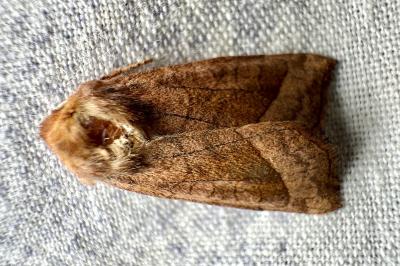 <i>Hydraecia micacea</i>
