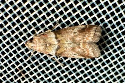 <i>Acrobasis sodalella</i>