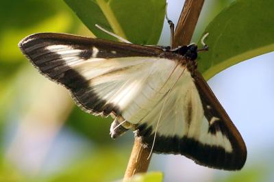 Cydalima perspectalis
