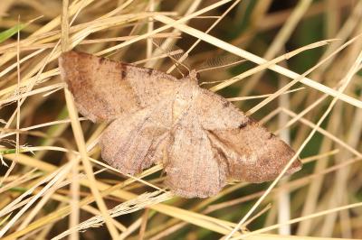Selidosema plumaria