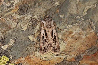 Agrotis mazeli