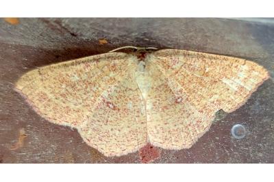 Cyclophora ruficiliaria