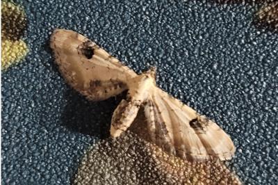Eupithecia centaureata