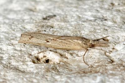 Pediasia contaminella