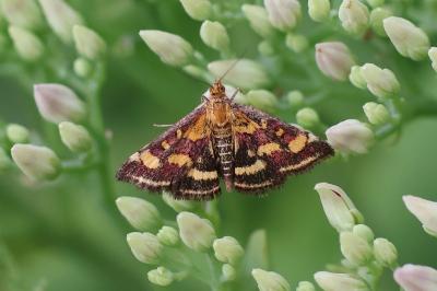 Pyrausta purpuralis