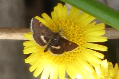 Pyrausta obfuscata