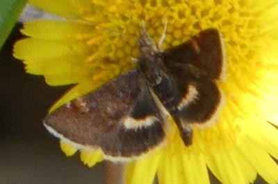 Pyrausta obfuscata