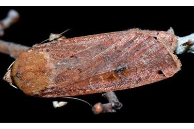 Noctua pronuba