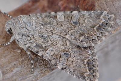 Anarta trifolii