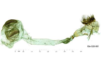 Evergestis sophialis