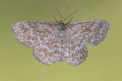 Scopula immorata