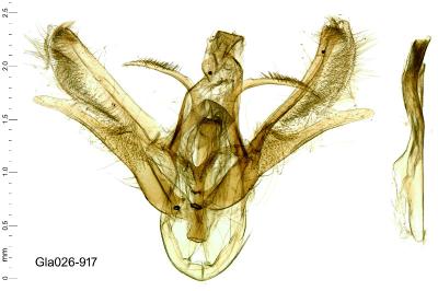 Hydrelia sylvata