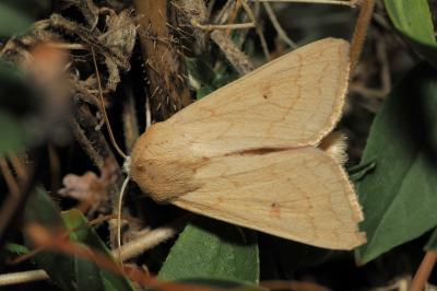 Mythimna vitellina