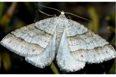 Mesotype parallelolineata