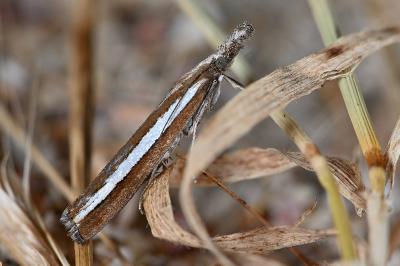 Agriphila latistria