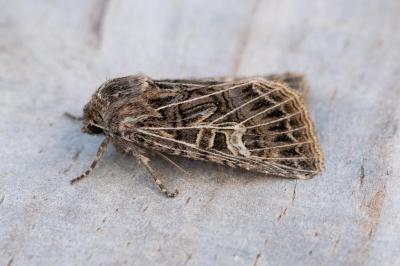 Tholera decimalis