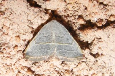 Eublemma polygramma