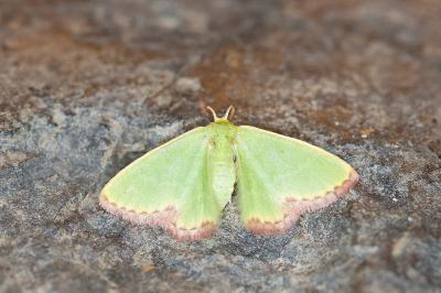 Eucrostes indigenata