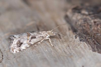 Euchromius cambridgei