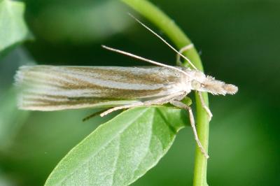 Crambus perlellus