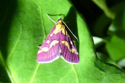 Pyrausta purpuralis