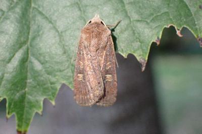 Xestia xanthographa
