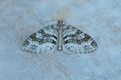 Nothocasis sertata