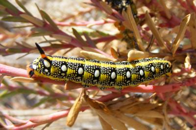 Hyles euphorbiae