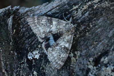 Catocala fraxini