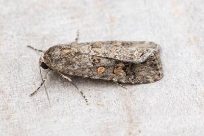 Spodoptera exigua