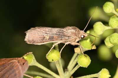 Spodoptera exigua