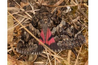 Catocala coniuncta