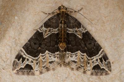 Ecliptopera silaceata