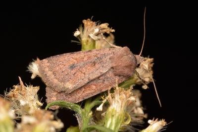 Xestia jordani
