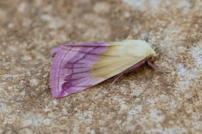 Eublemma purpurina