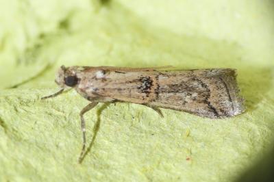 Pempelia genistella