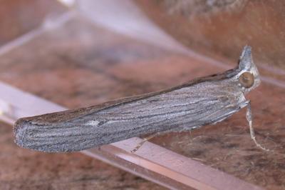 Epischnia prodromella