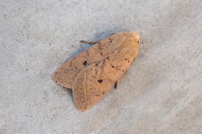 Leptologia macilenta
