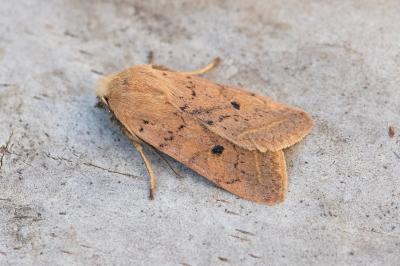 Leptologia macilenta