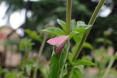 Pyrausta inornatalis