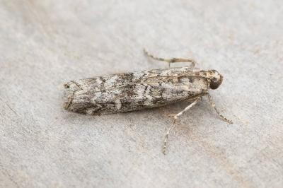 <i>Dioryctria</i>