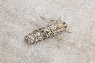 <i>Dioryctria</i>