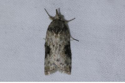 <i>Nycteola revayana</i>