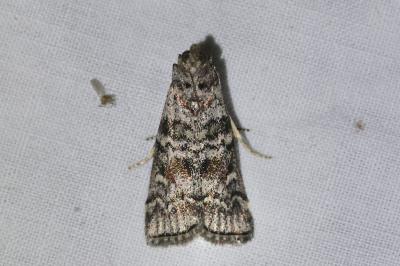 <i>Dioryctria abietella</i>