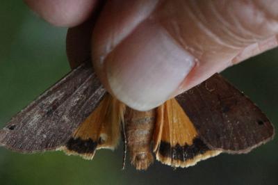 <i>Noctua pronuba</i>