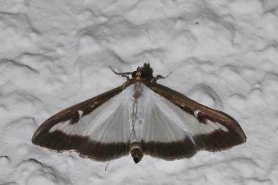 <i>Cydalima perspectalis</i>