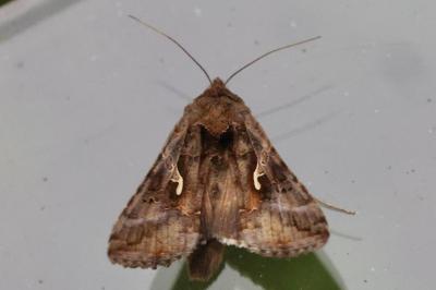 <i>Autographa gamma</i>